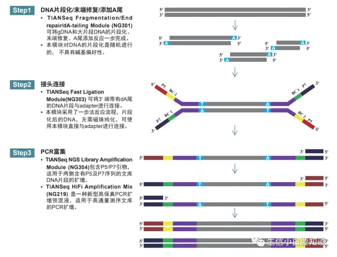 【中英双语】Illumina测序原理详解 | 边合成边测序