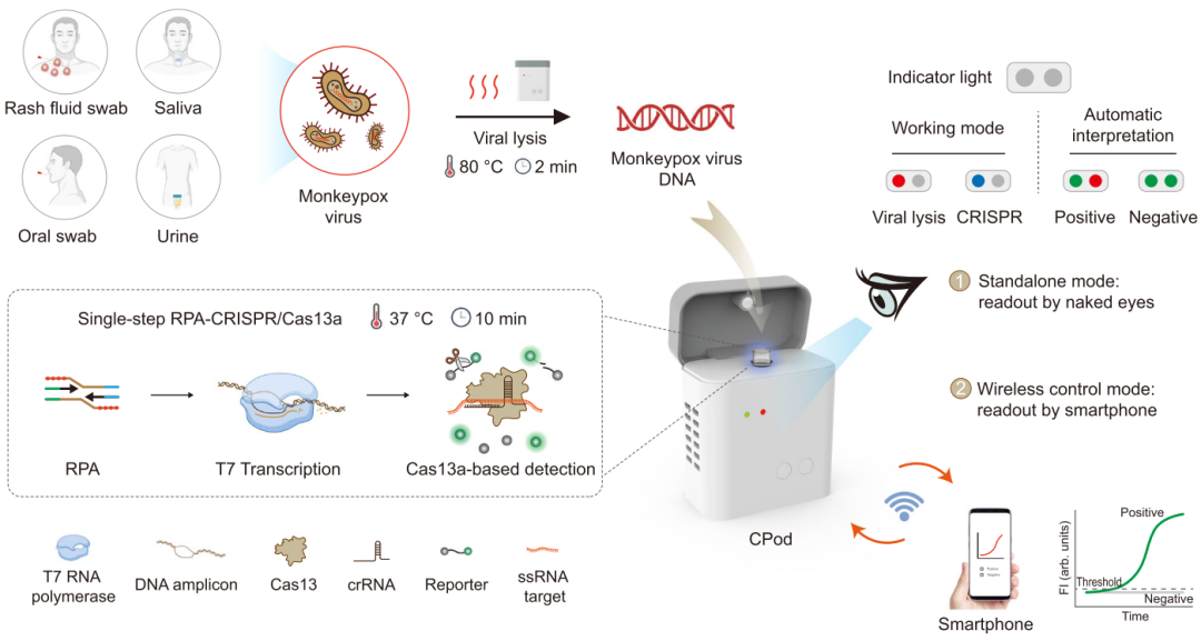 一种基于一锅法的超灵敏“口袋式”CRISPR核酸检测装置(附视频)