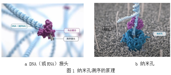 纳米孔单分子测序技术及其应用简介