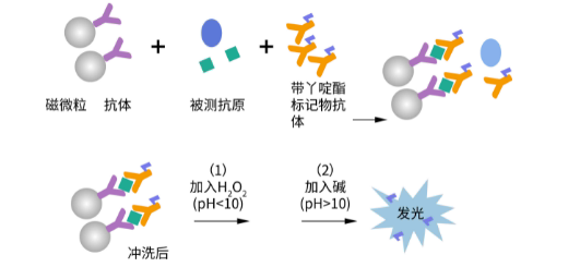 化学发光方法与原理介绍