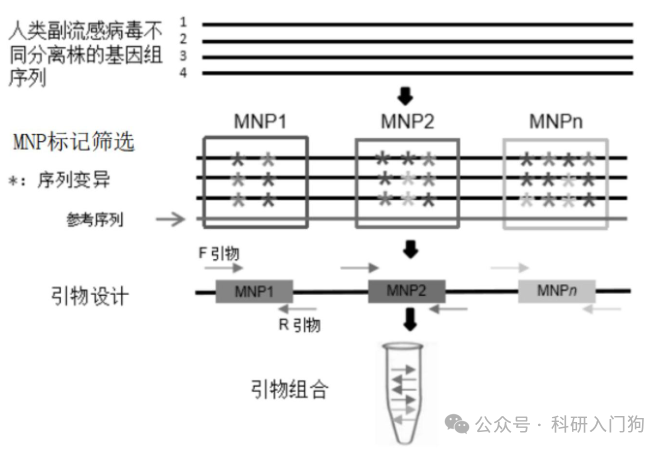 基于多个SNP精准识别不同病原