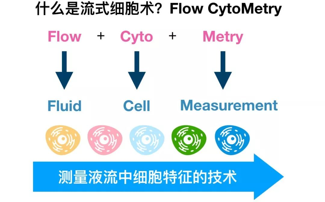 流式细胞术的原理及应用